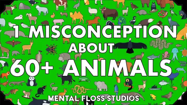 Video thumbnail for Misconceptions About 64 Different Animals | Mental Floss