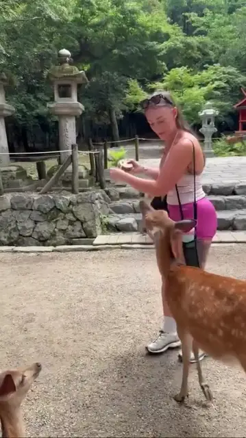Video thumbnail for Cheeky Nara Deer Nibbles Tourist for Crackers