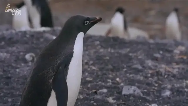 Video thumbnail for Penguins and Climate: Why They Matter