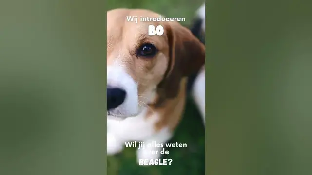 Video thumbnail for Leer alles over de Beagle