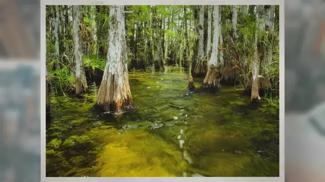 Video thumbnail for Dangerous Animals in the Everglades: Exploring the Dangerous Animals of the Everglades