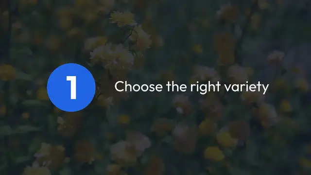 Video thumbnail for How to Grow Daisies