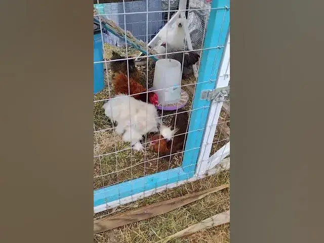 Video thumbnail for Cochin Bantam Chicks Find A New Hiding Area #Shorts