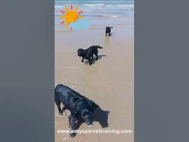 'Video thumbnail for Cocker spaniels playing at the beach'