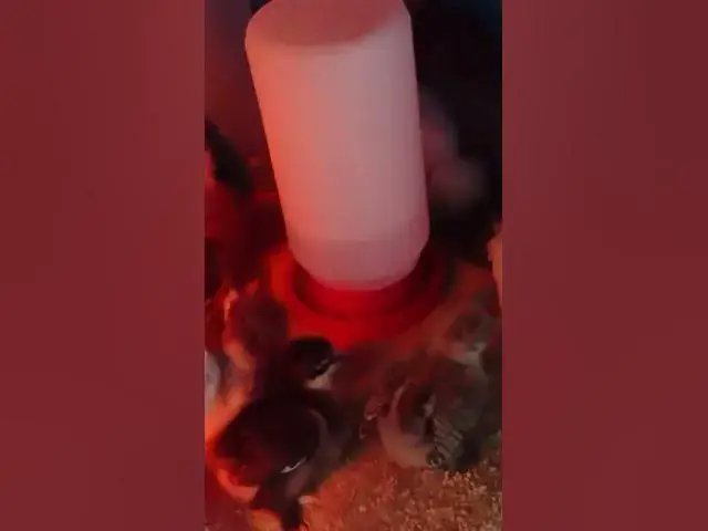 Video thumbnail for Babies Moved To Brooder #Shorts