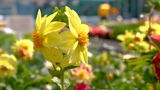 Video thumbnail for Planting_daffodils_in_spring