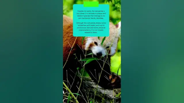 Video thumbnail for Is red panda a bear #shorts