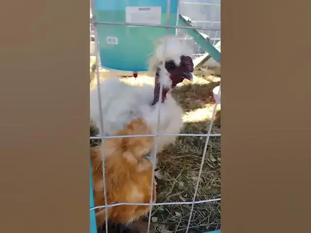 Video thumbnail for Buff Silkie Hen Getting Brave #Shorts