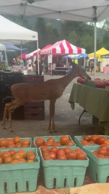 Video thumbnail for Curious Deer Steals Fresh Tomatoes at Busy Farmers Market