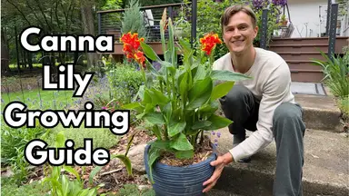 'Video thumbnail for CANNA LILY Care - How to Grow Cannas for Months of Flowers'