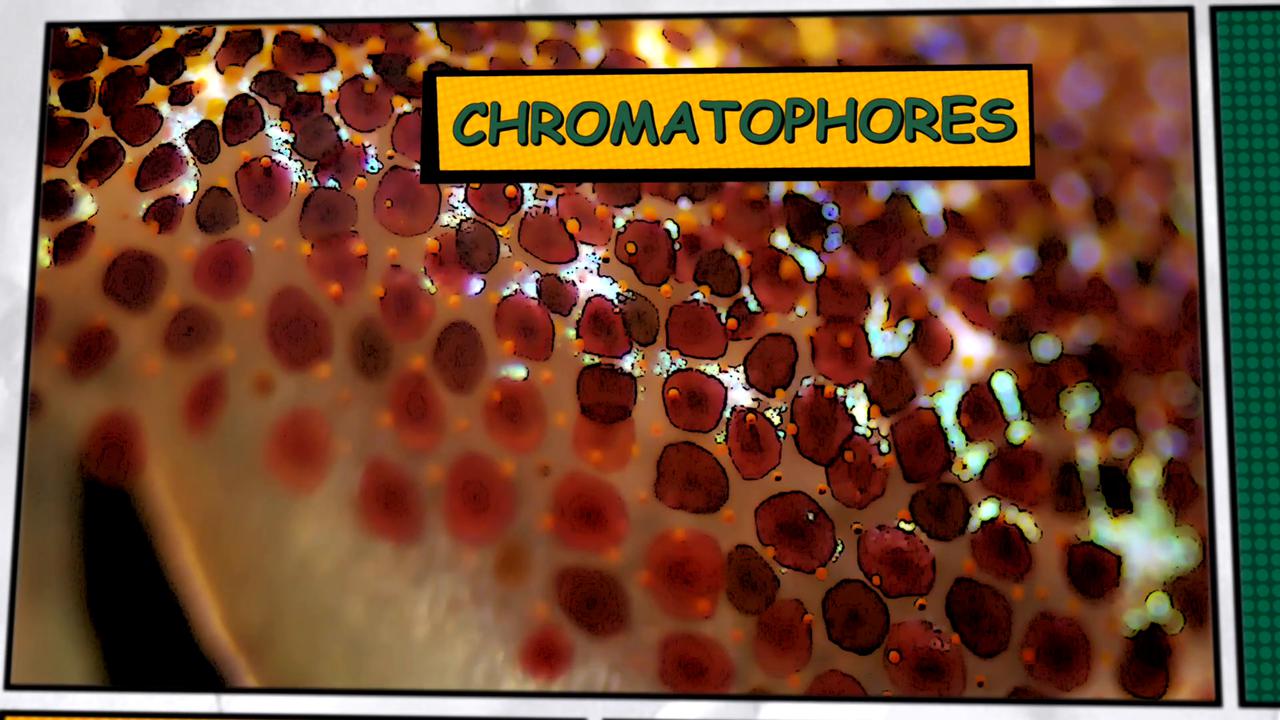 Video thumbnail for Super Animals -- Peacock Flounder