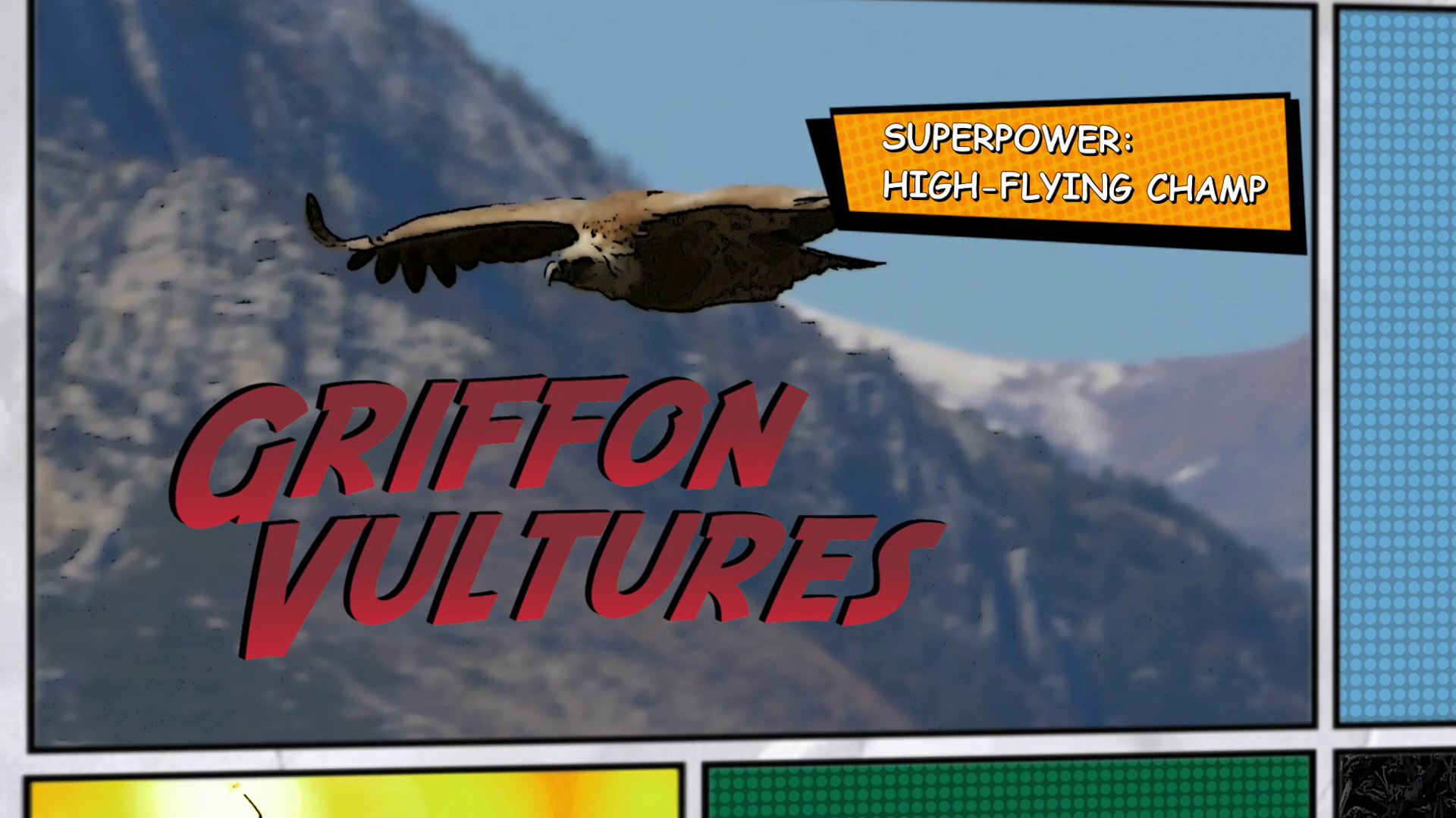 Video thumbnail for Super Animals -- Griffon Vulture