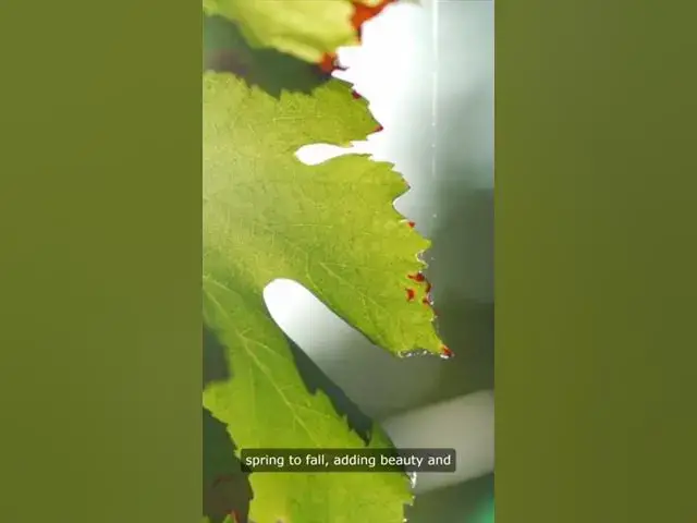 'Video thumbnail for Fast Growing Flowering Vines'