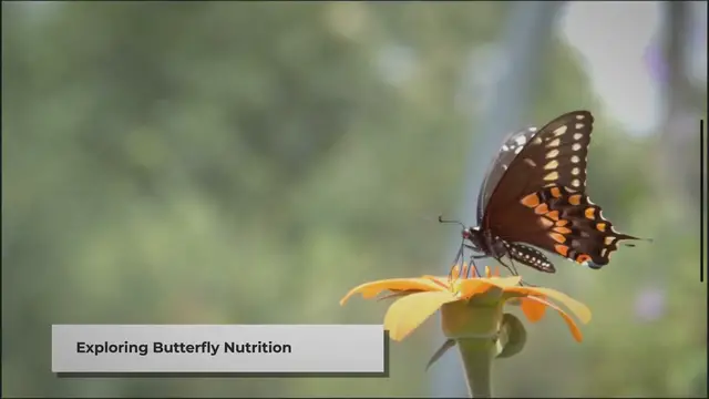 Video thumbnail for What to Feed Your Pet Butterfly