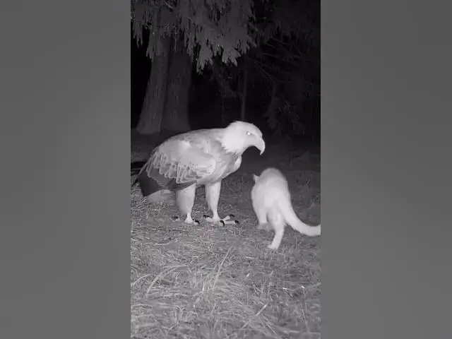 Video thumbnail for Heartwarming American🇺🇸 animals story💞🐾❤️