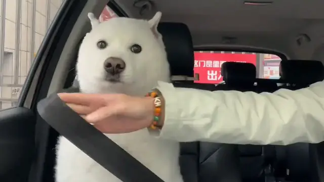 Video thumbnail for Samoyed Dog Safely Buckled in Passenger Seat in Sichuan
