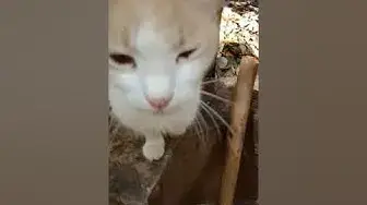 Video thumbnail for Funny Dog Bite Cat's Tail