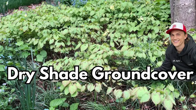 'Video thumbnail for Great Groundcovers - EPIMEDIUM Barrenwort - Grow & Divide'