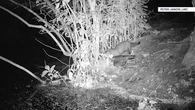 Video thumbnail for Possible rare sighting of American Mink in Northport