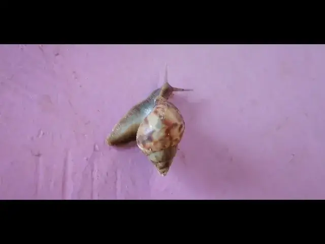 'Video thumbnail for Snail Animal'