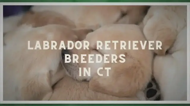 Video thumbnail for 14 Best Labrador Retriever Breeders CT In 2023 (Trusted)