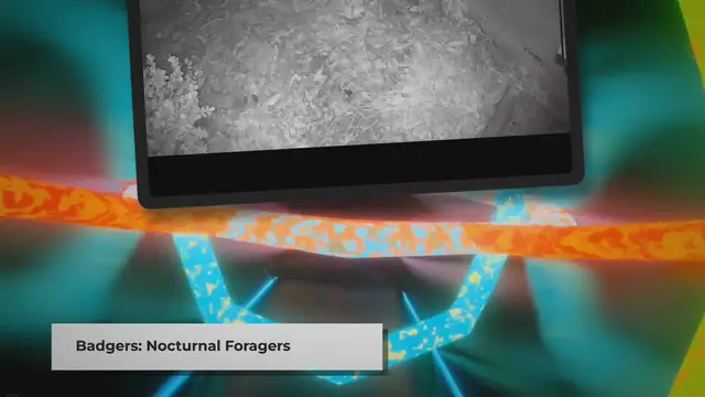 Video thumbnail for Do Badgers Eat Cats? | The Truth Revealed