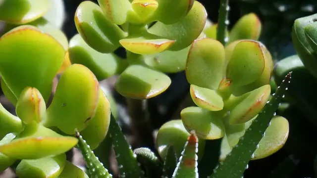 Video thumbnail for Jade Plant Seasonal Care Guide