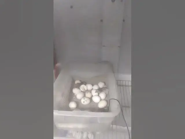 Video thumbnail for Hatching Chicks Oct 3, 2022 #Shorts