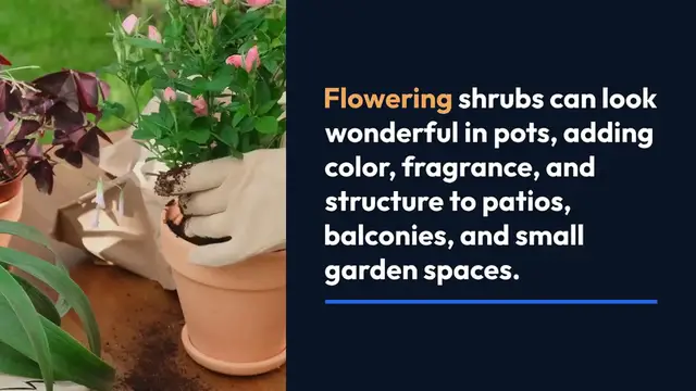 'Video thumbnail for Flowering Shrubs for Pots'