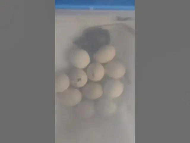 Video thumbnail for Is Anybody Else Hatching #Shorts