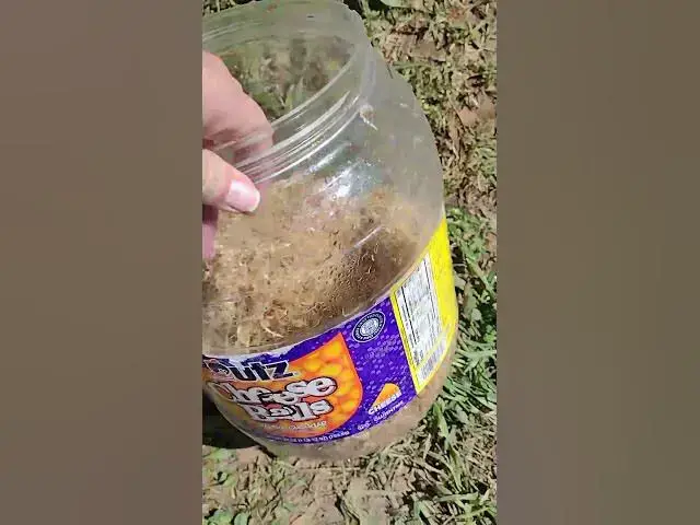 Video thumbnail for 3 Cups of Seeds Into Sprouts #Shorts