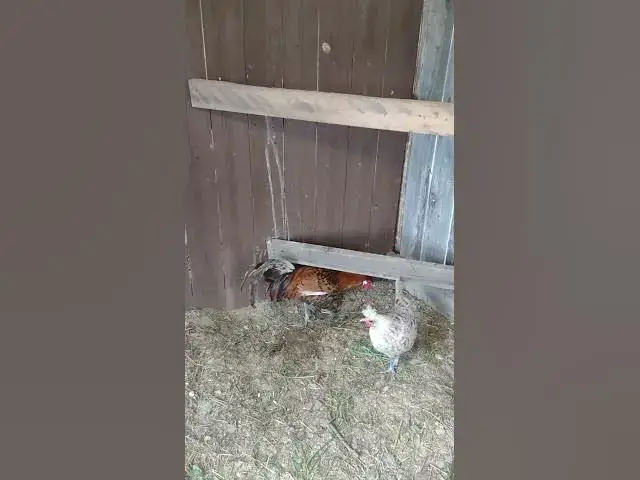 Video thumbnail for New Breed Gold Spangled Appenzeller #Shorts