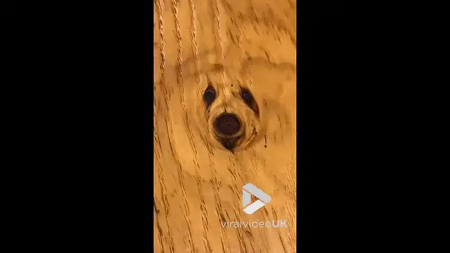 Video thumbnail for VV5069 Wooden table’s natural grain resembles dogs face
