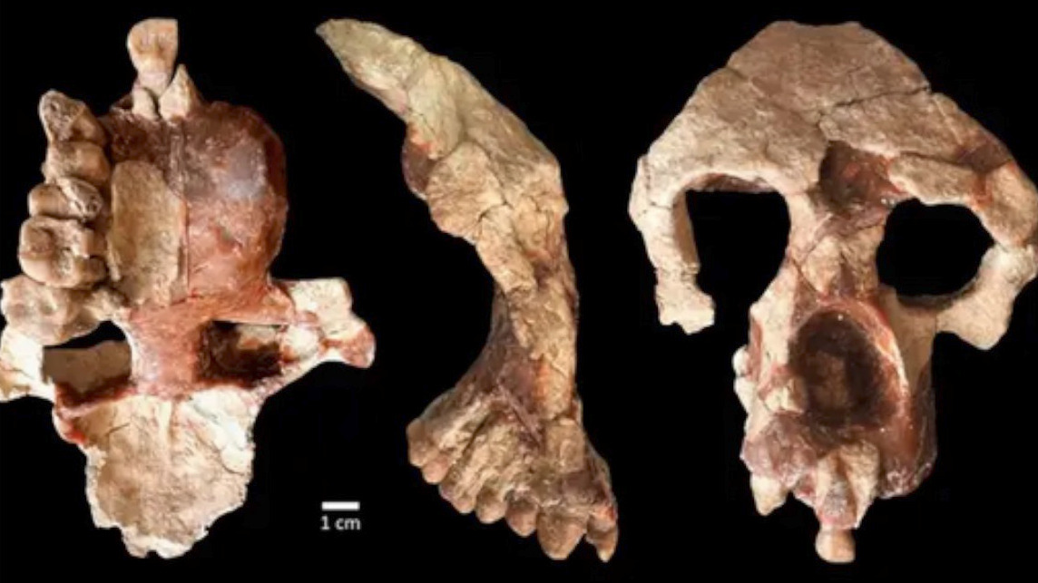 Video thumbnail for Ancient ape skull from Turkey could reshape human evolution timeline