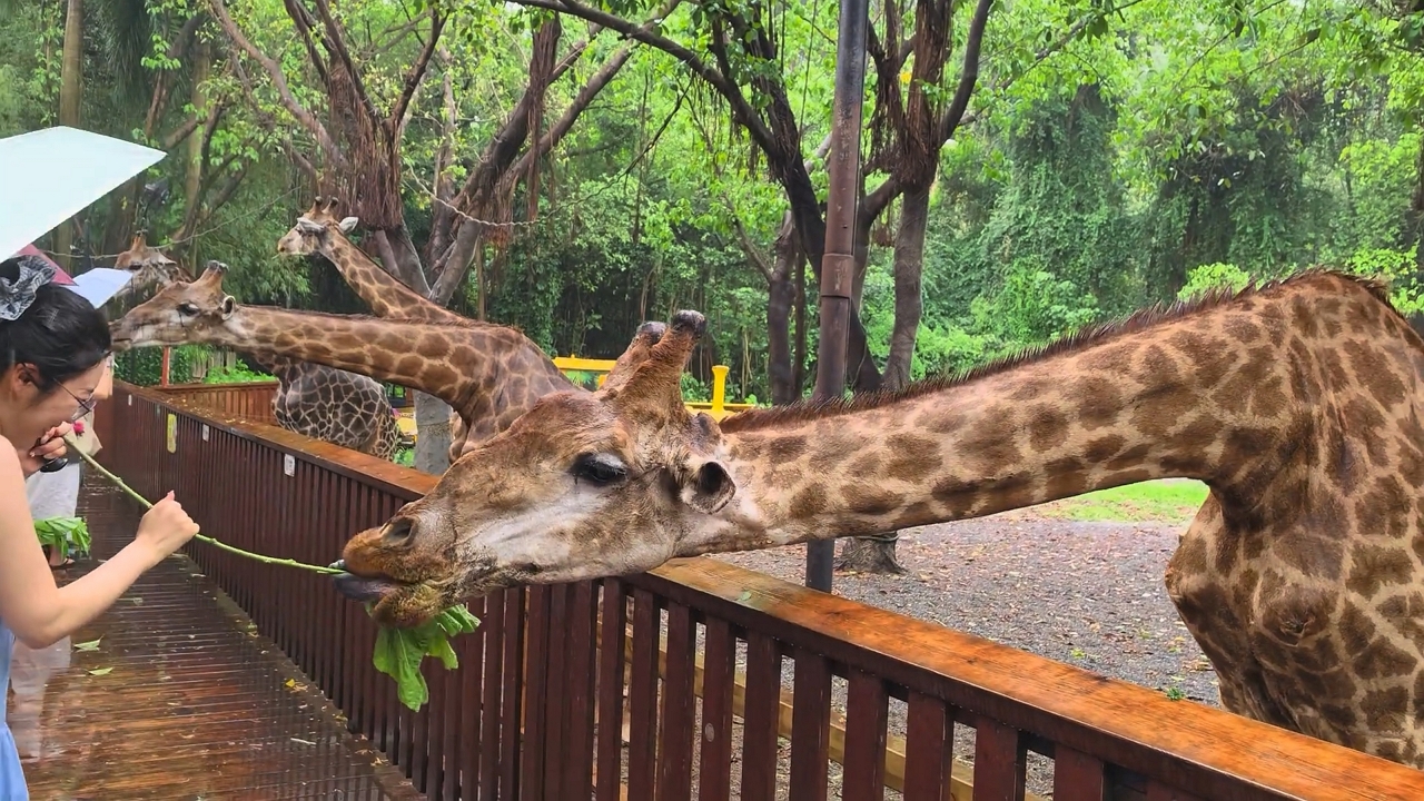 Video thumbnail for Playful Giraffe Sneaks Leaves from Visitor at Guangdong Wildlife Park