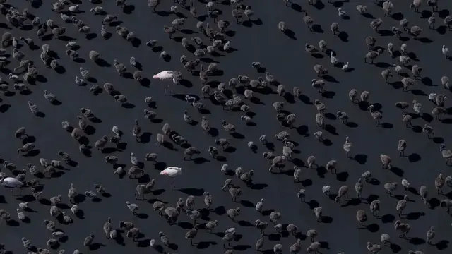 Video thumbnail for Türkiye: Heartwarming spectacle as thousands of flamingo chicks emerge in Türkiye.