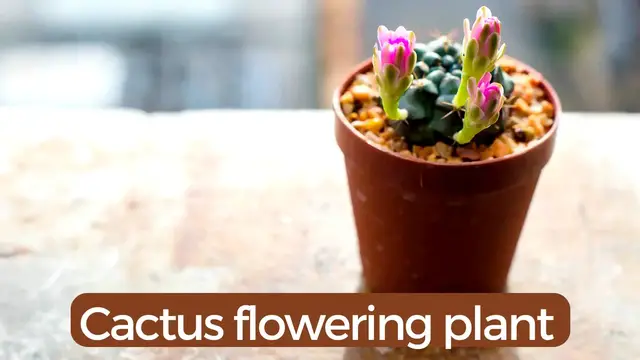 Video thumbnail for Cactus flowering plant