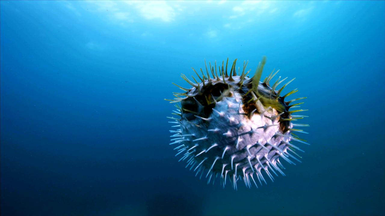 Video thumbnail for Super Animals -- Pufferfish