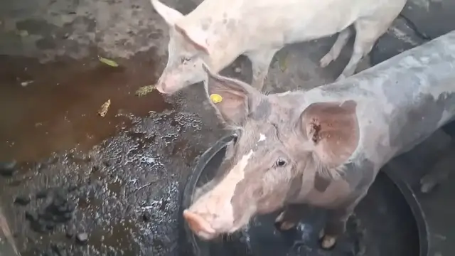 Video thumbnail for Hungry Pigs Wait Patiently for Dinner