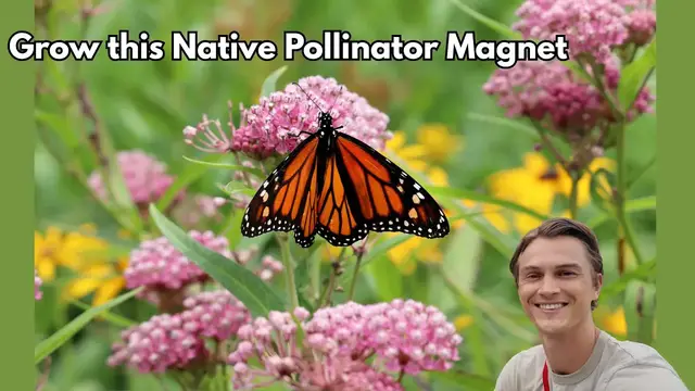 Video thumbnail for Milkweed (Asclepias incarnata) Grow this MONARCH BUTTERFLY Plant - Spring to Fall Tutorial