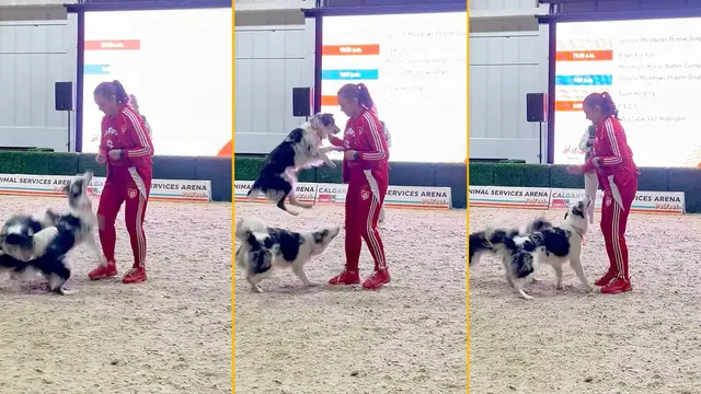 Video thumbnail for Fastest time to complete 10 side leapfrog jumps by two dogs - 8.22 seconds by Jennifer Fraser with Kiwi and Chardonnay