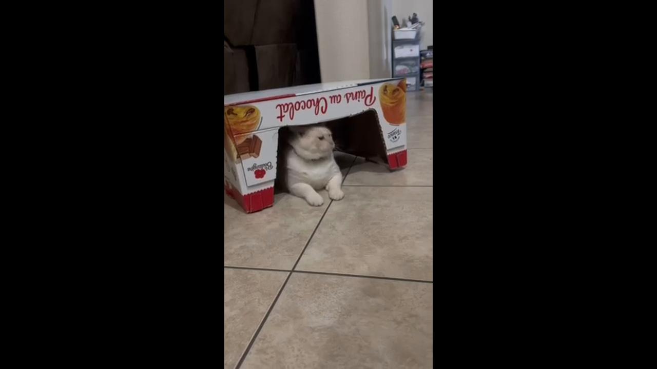 Video thumbnail for Cat Goalkeeper Training for the World Cup