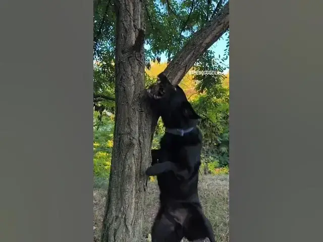 'Video thumbnail for The Black Labrador Retriever Dog Got The Stick - Dog Jump Training'