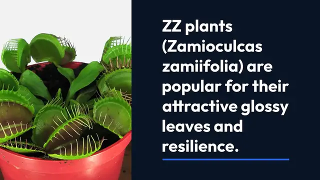 Video thumbnail for ZZ Plant Myth Busting: Facts vs. Fiction