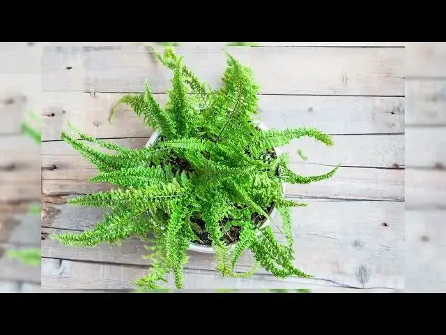 Video thumbnail for Healthiest Plants