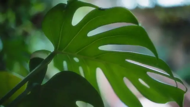Video thumbnail for Monstera Plant Care