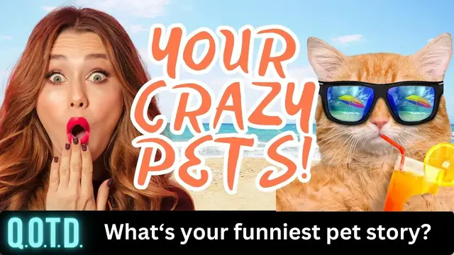 Video thumbnail for Bad but Funny Pets! Today’s QOTD Question (Record with link below & be on air!)