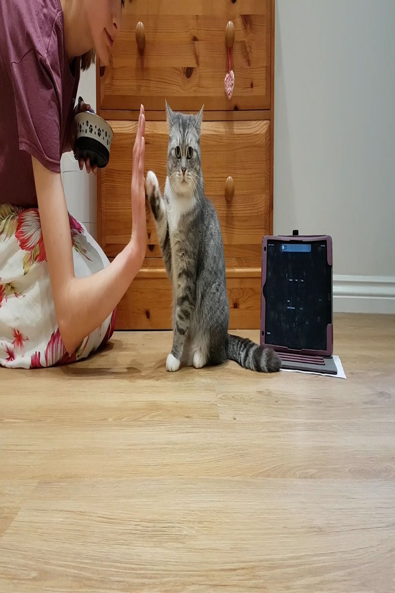 Video thumbnail for Misty Pearl and Emily Lakin Most High Fives Performed by a Cat in One Minute