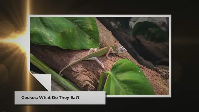 Video thumbnail for Do Geckos Eat Spiders? | An Informative Guide