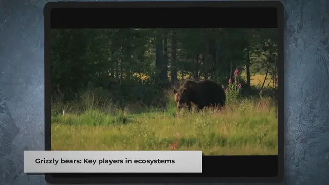 Video thumbnail for The Role of Grizzly Bears in the Food Web